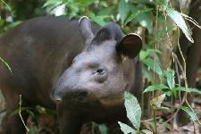 25.10.2007: Isabella, der kleine Tapir / Isabella, el tapir joven